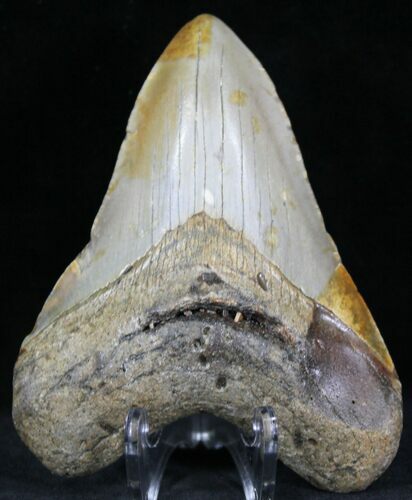 Bargain Megalodon Tooth - North Carolina #22940